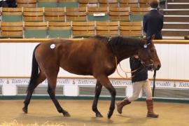 Lot  1963 T D M0151 Tattersalls