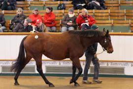 Lot  1966 T D M0243 Tattersalls