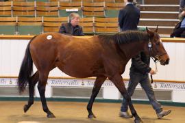 Lot  1966 T D M0265 Tattersalls