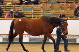 Lot  1996 T D M0334 Tattersalls