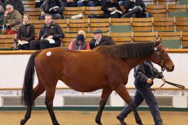 Lot  1996 T D M0376 Tattersalls