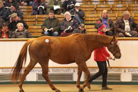 Lot  2076 T D M0566 Tattersalls