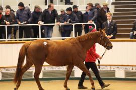 Lot  2076 T D M0599 Tattersalls