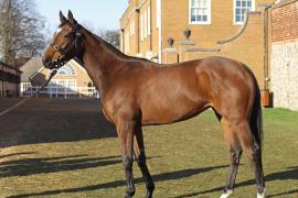 Lot  2085 T D M0298 Tattersalls