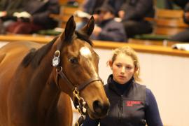 Lot  2085 T D M0682 Tattersalls