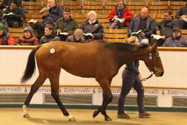 Lot  2085 T D M0703 Tattersalls