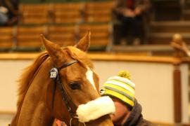 Lot  2099 T D M0732 Tattersalls