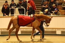 Lot  2099 T D M0743 Tattersalls