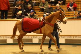 Lot  2099 T D M0747 Tattersalls