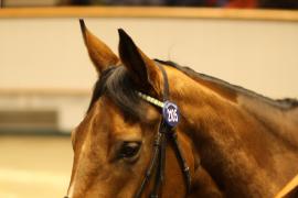 Lot  2105 T D M0877 Tattersalls