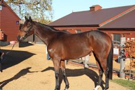 Lot  2149 T D M0283c Tattersalls