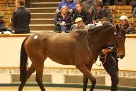 Lot  2149 T D M1828 Tattersalls