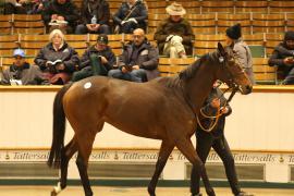 Lot  2149 T D M1852 Tattersalls