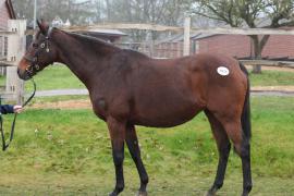 Lot  1826 T D M0670 Tattersalls