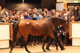 Lot  1826 T D M2480 Tattersalls