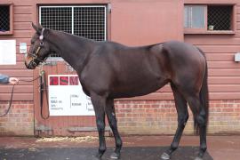 Lot  1828 T D M0406 Tattersalls