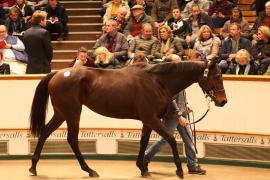 Lot  1828 T D M2638 Tattersalls