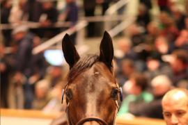 Lot  1828 T D M2692 Tattersalls