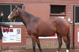 Lot  1829 T D M0436 Tattersalls