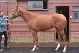 Lot  1830 T D M0341 Tattersalls