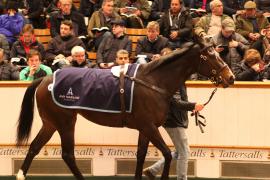 Lot  1836 T D M2829 Tattersalls