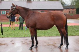 Lot  1839 T D M0551 Tattersalls