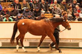 Lot  1842 T D M2911 Tattersalls