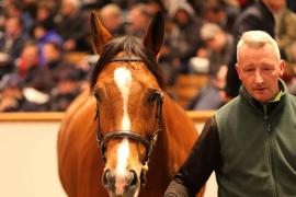 Lot  1842 T D M2984 Tattersalls