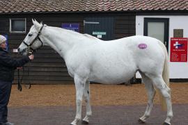 Lot  1843 T D M0014 Tattersalls