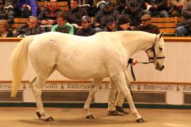 Lot  1843 T D M3024 Tattersalls