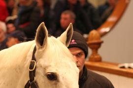 Lot  1843 T D M3036 Tattersalls