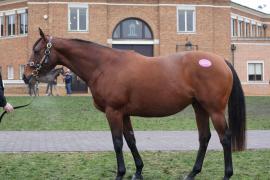 Lot  1845 T D M0043 Tattersalls