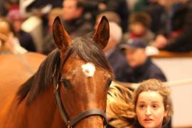 Lot  1845 T D M3203 Tattersalls