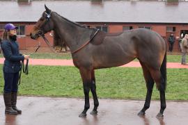 Lot  1848 T D M0522 Tattersalls