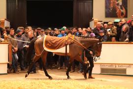 Lot  1848 T D M3345 Tattersalls