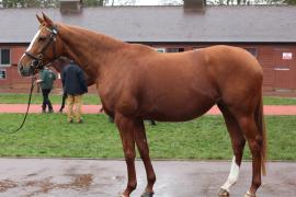 Lot  1856 T D M0587 Tattersalls