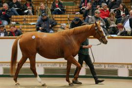 Lot  1856 T D M3958 Tattersalls