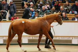 Lot  1856 T D M3995 Tattersalls