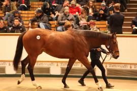 Lot  1860 T D M4041 Tattersalls