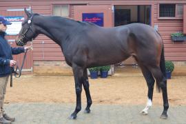 Lot  1861 T D M0069 Tattersalls