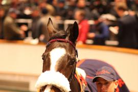 Lot  1861 T D M4237 Tattersalls