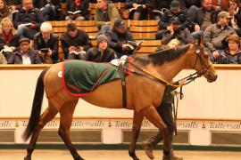 Lot  1864 T D M4309 Tattersalls