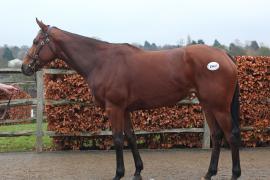 Lot  1868 T D M0753 Tattersalls