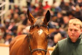 Lot  1868 T D M4472 Tattersalls