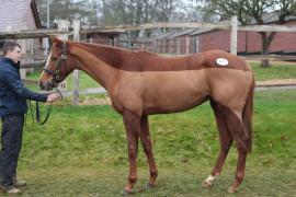 Lot  1875 T D M0711 Tattersalls