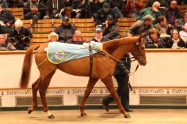 Lot  1875 T D M4652 Tattersalls