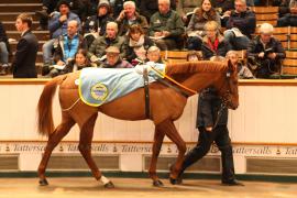 Lot  1875 T D M4693 Tattersalls