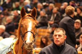 Lot  1875 T D M4711 Tattersalls