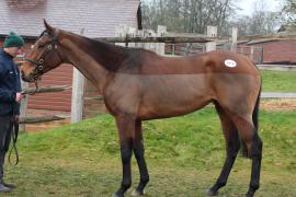 Lot  1876 T D M0627 Tattersalls