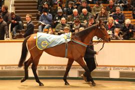 Lot  1876 T D M4772 Tattersalls